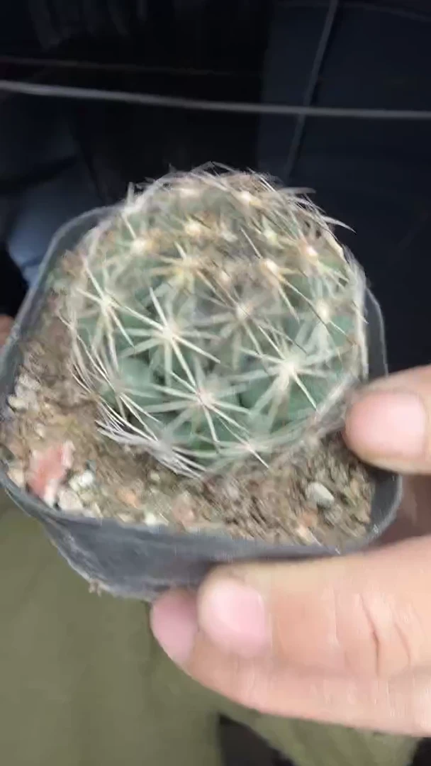 7-   9             9.99