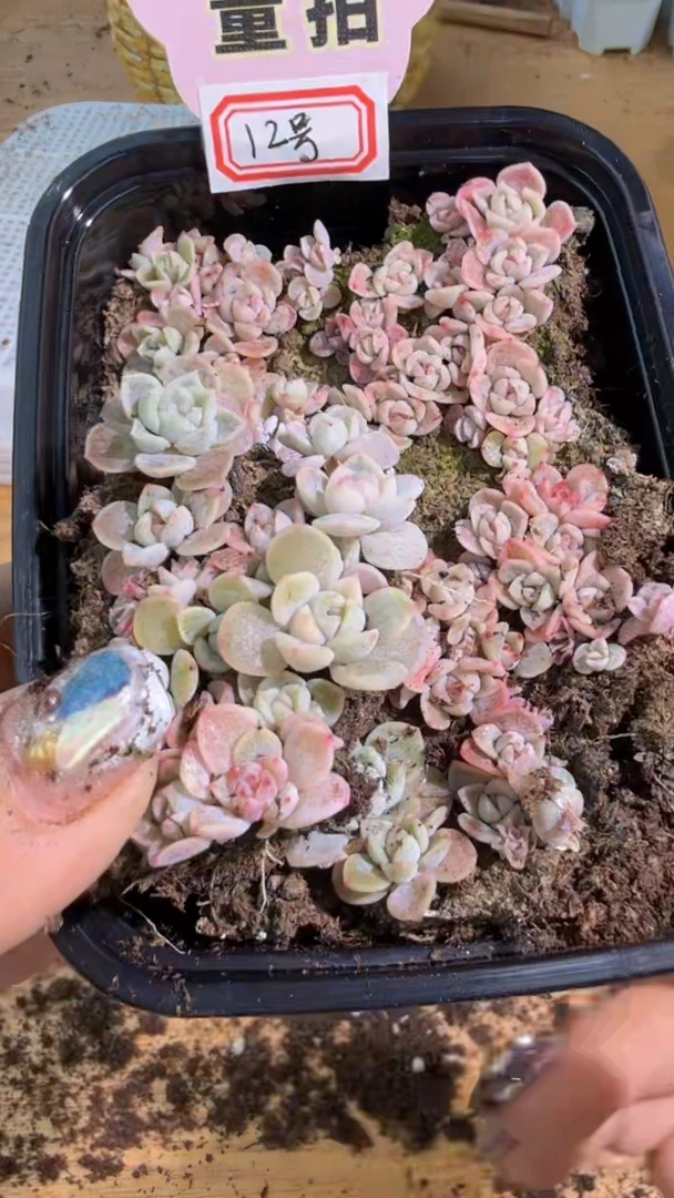 12号 切糕1盒 量拍混发