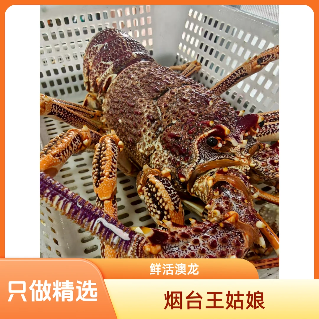 烟台王姑娘澳洲龙虾多规格 联系客服现称改价，鲜活发货保鲜不保活