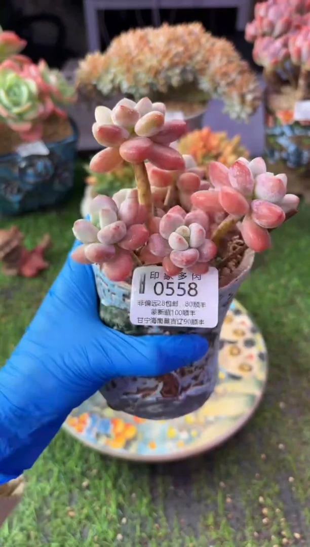 昆明印象多肉0558