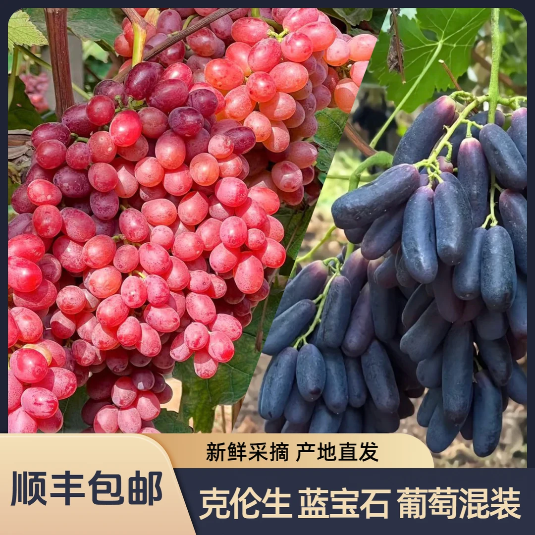 【顺丰包邮】克伦生蓝宝石混装无籽葡萄脆甜爆汁新鲜采摘产地直发