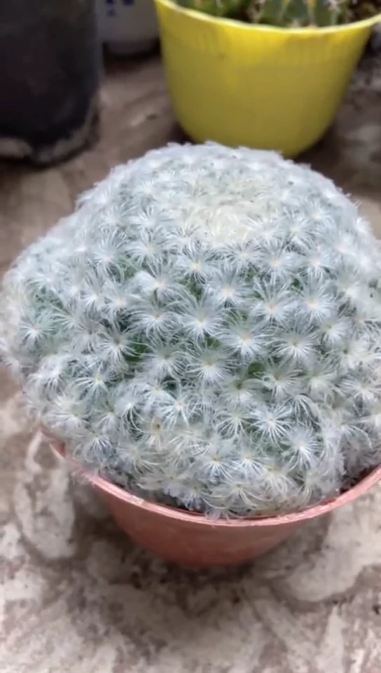 白星一物一拍仙人球