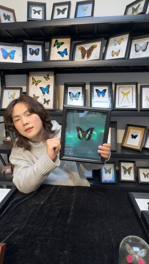 玻璃真实蝴蝶标本