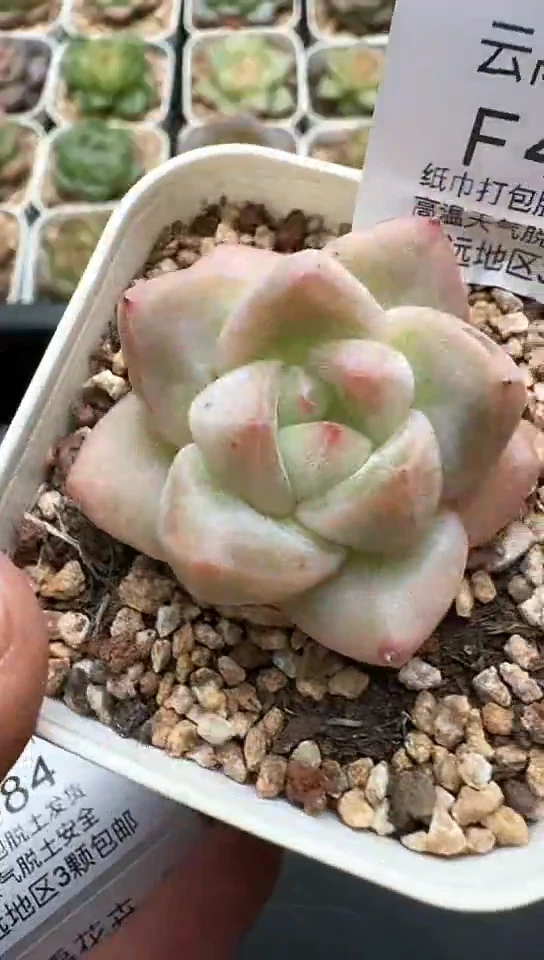 482F云禹多肉植物 默认脱土纸巾打包 3颗包邮