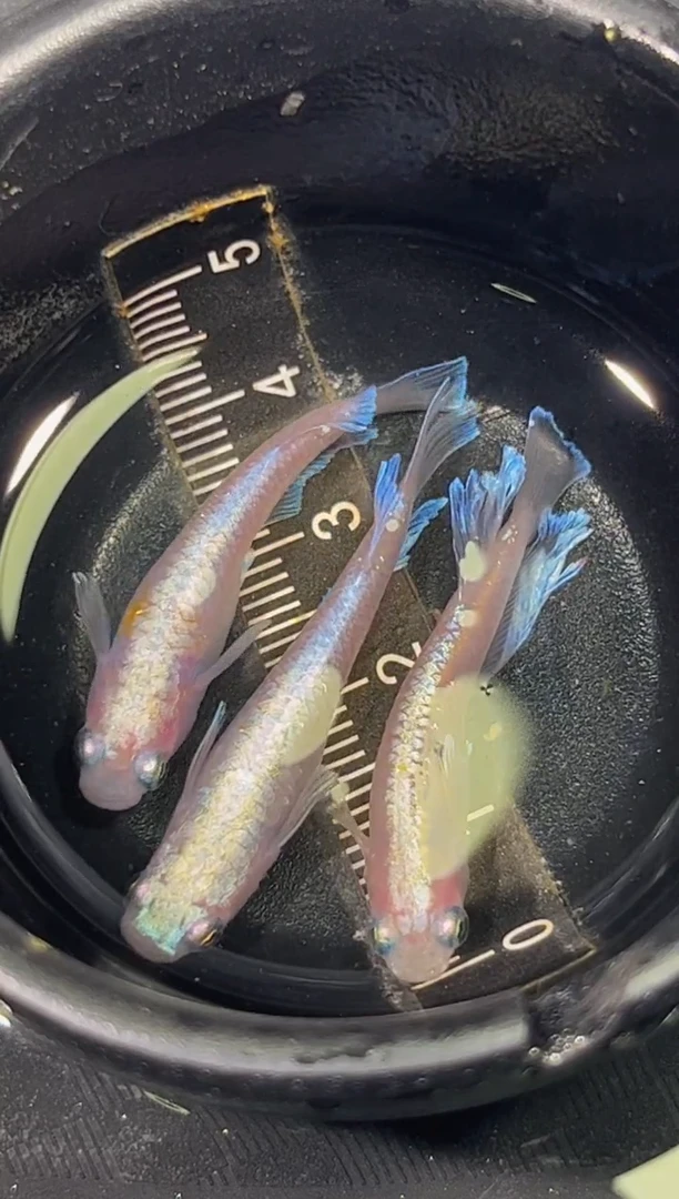 青鳉鱼观背青鳉一物一拍26