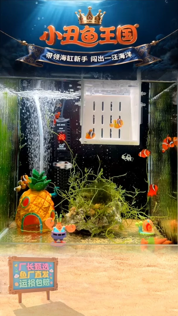 海水直播基地全品公子一对3-3.5
