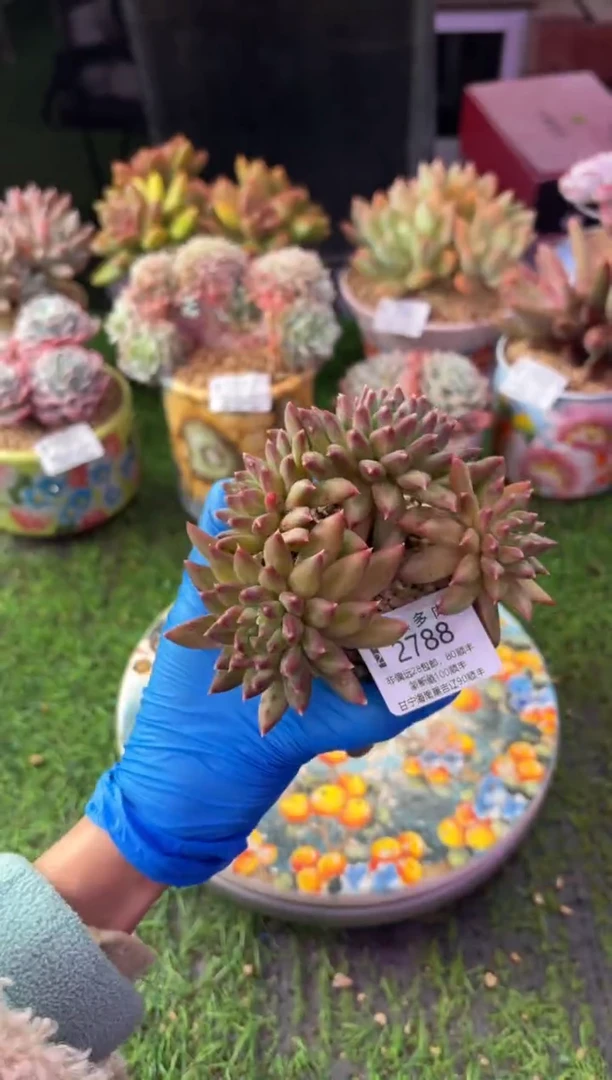 昆明印象多肉2788