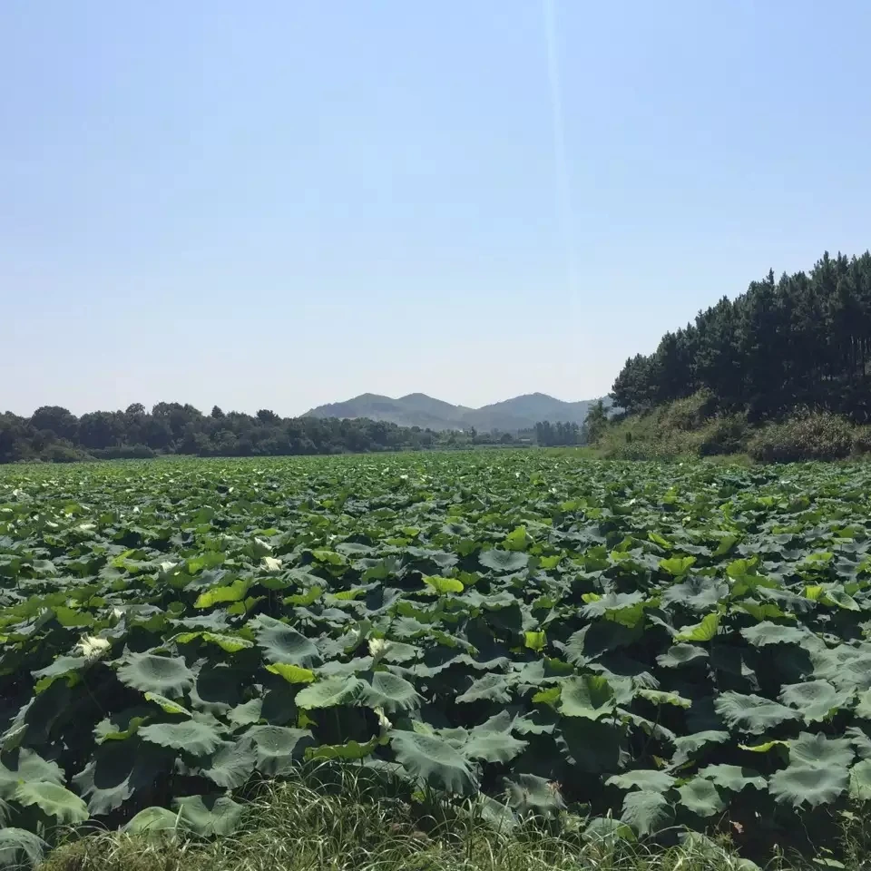 莲藕 新鲜莲藕 湖北莲藕 湖北粉藕
