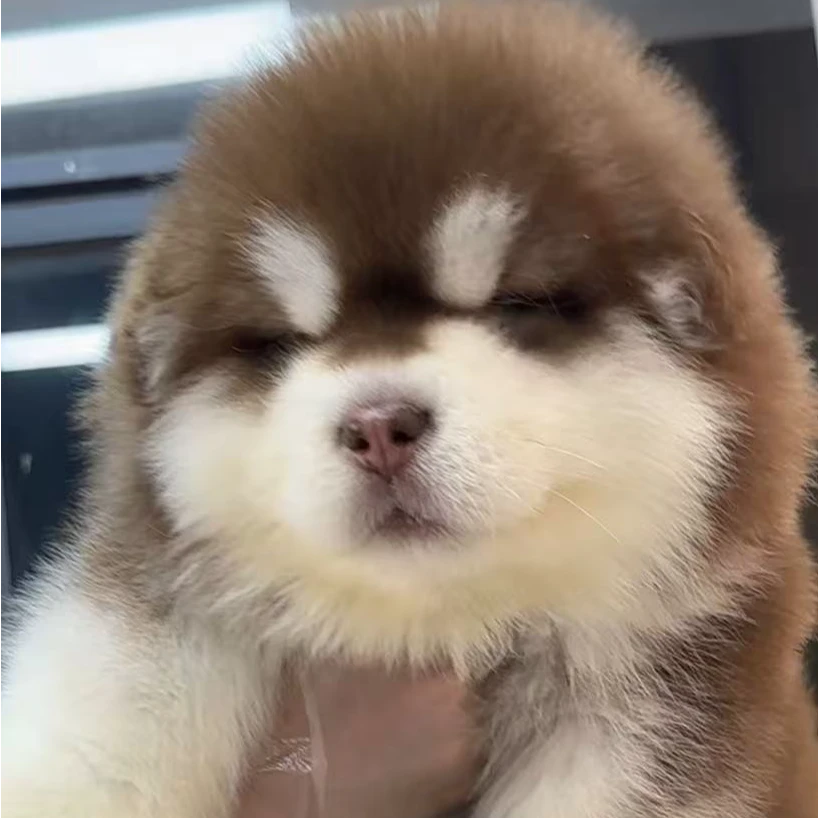 曼可萌宠活体狗狗宠物通用全款成交链接