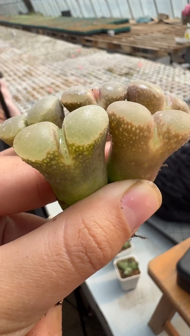 【闪购商品】1/23-37神秘款一颗