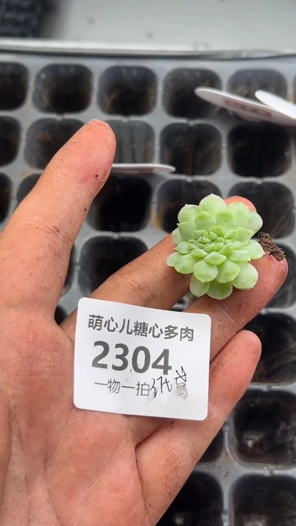 2304 纸鸢多肉植物