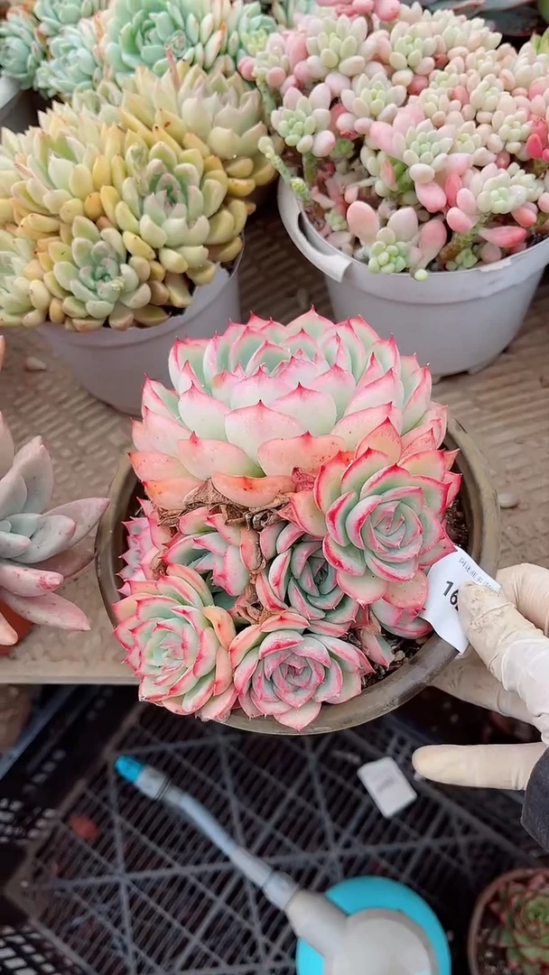 【闪购商品】16276