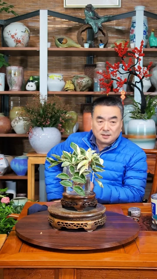 无花朵起****难水之韵水培三色球兰不带瓶