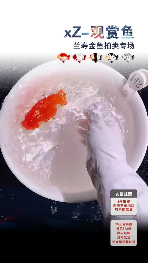 金鱼首单必拍包装未拍到付142号