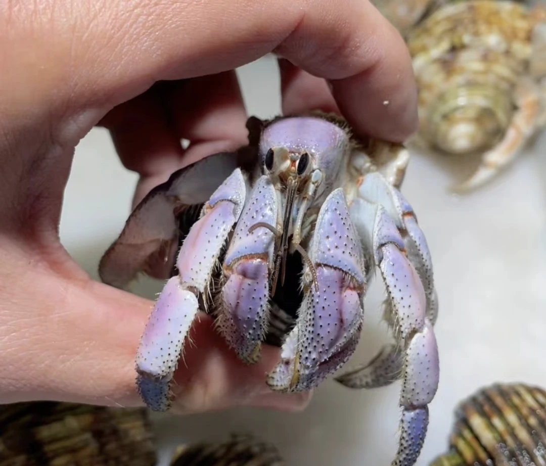 寄居蟹灰白短腕里拉深紫