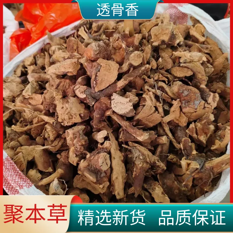 透骨草根野生透骨香纯根满山香透骨草根精选新鲜散装干货非葛根