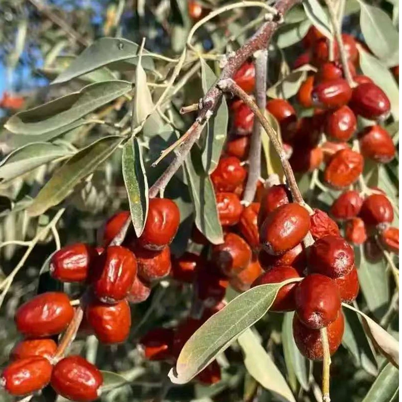 沙枣包邮新疆沙枣没吃过的慎重考虑再买