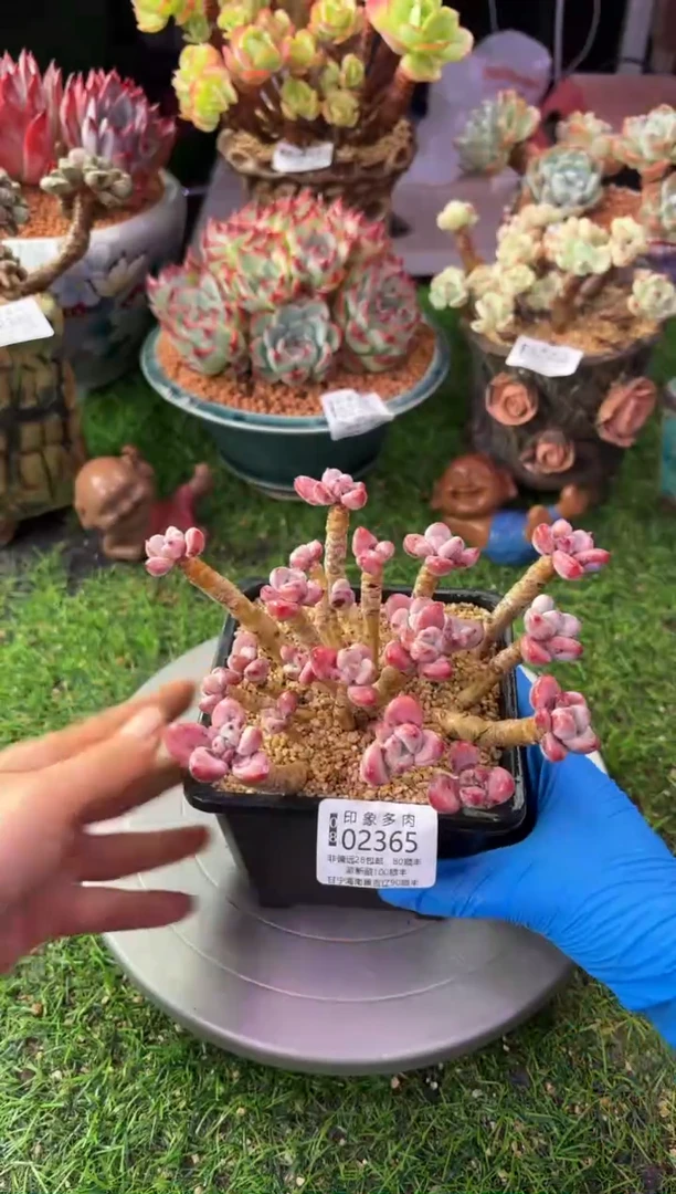 昆明印象多肉02365
