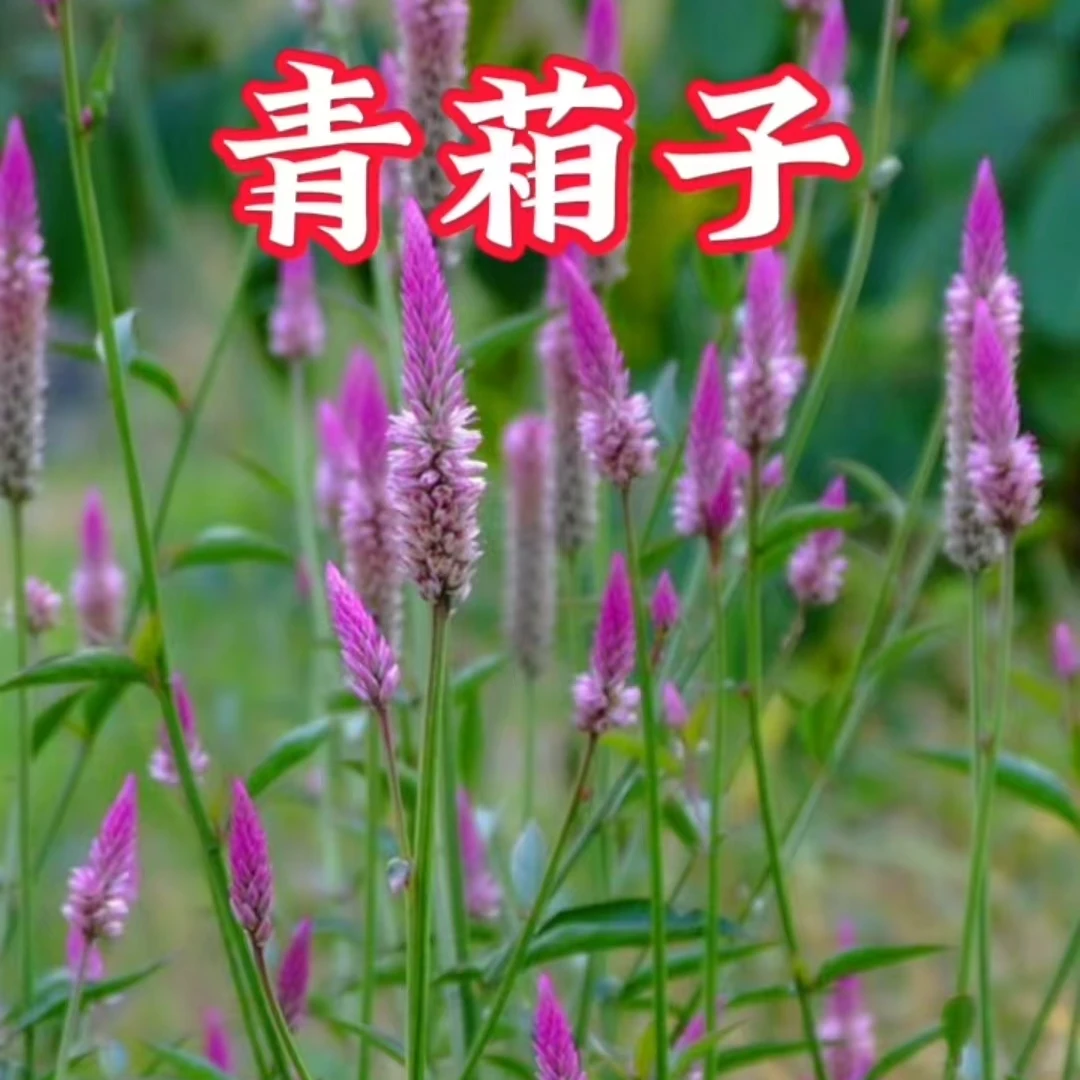 青葙子野鸡冠花狗尾巴草种子