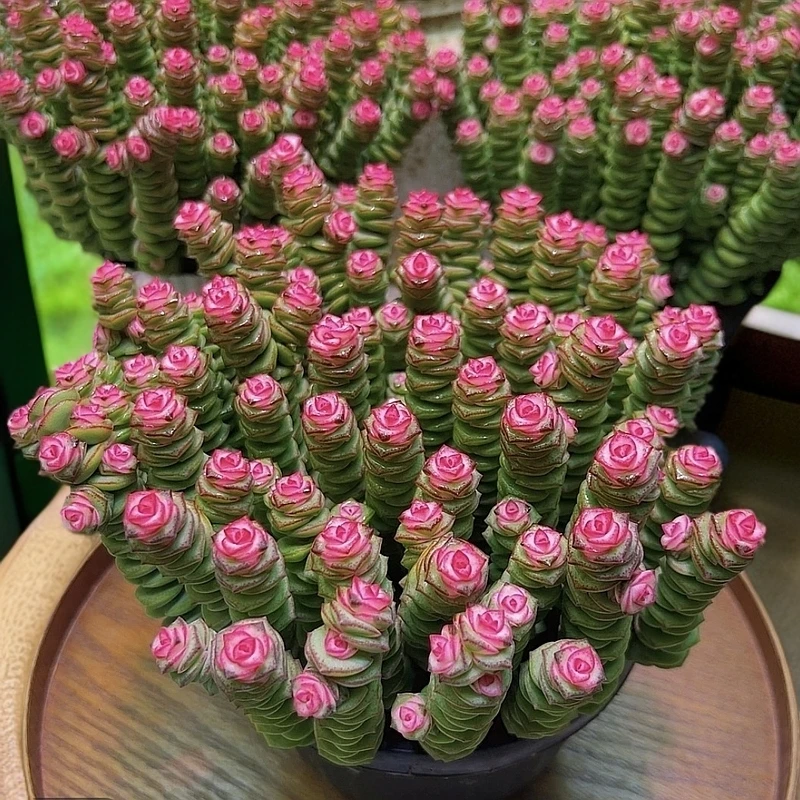 钱多多180#KY 书含多肉 植物好看好养新手闭眼入阳台庭院一单