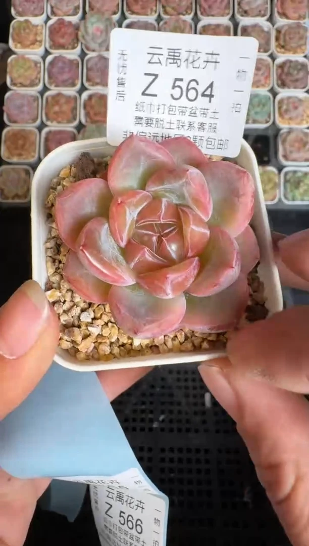 564Y 珍妮多肉(6.5cm杯）一物一拍 带盆土发