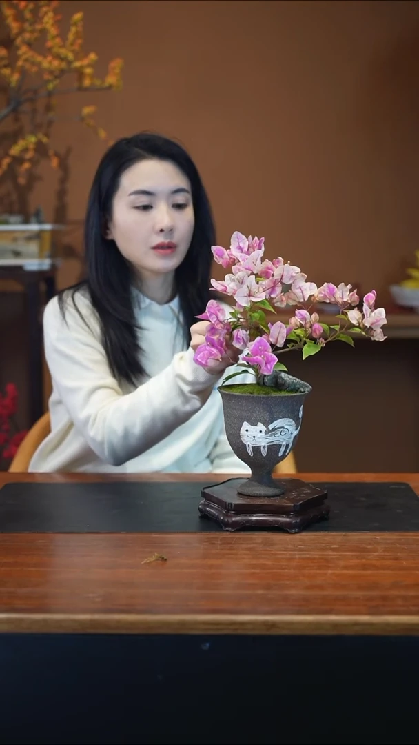 全部花朵三角梅盆景盆景盆景