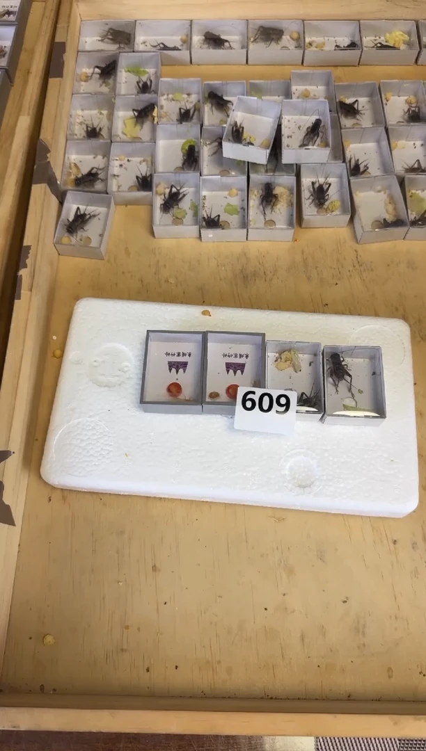 白虫两只竹蛉两只609