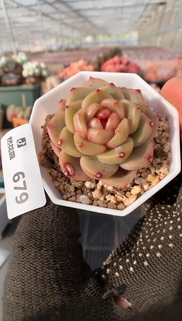 【闪购商品】679糖心一物一拍