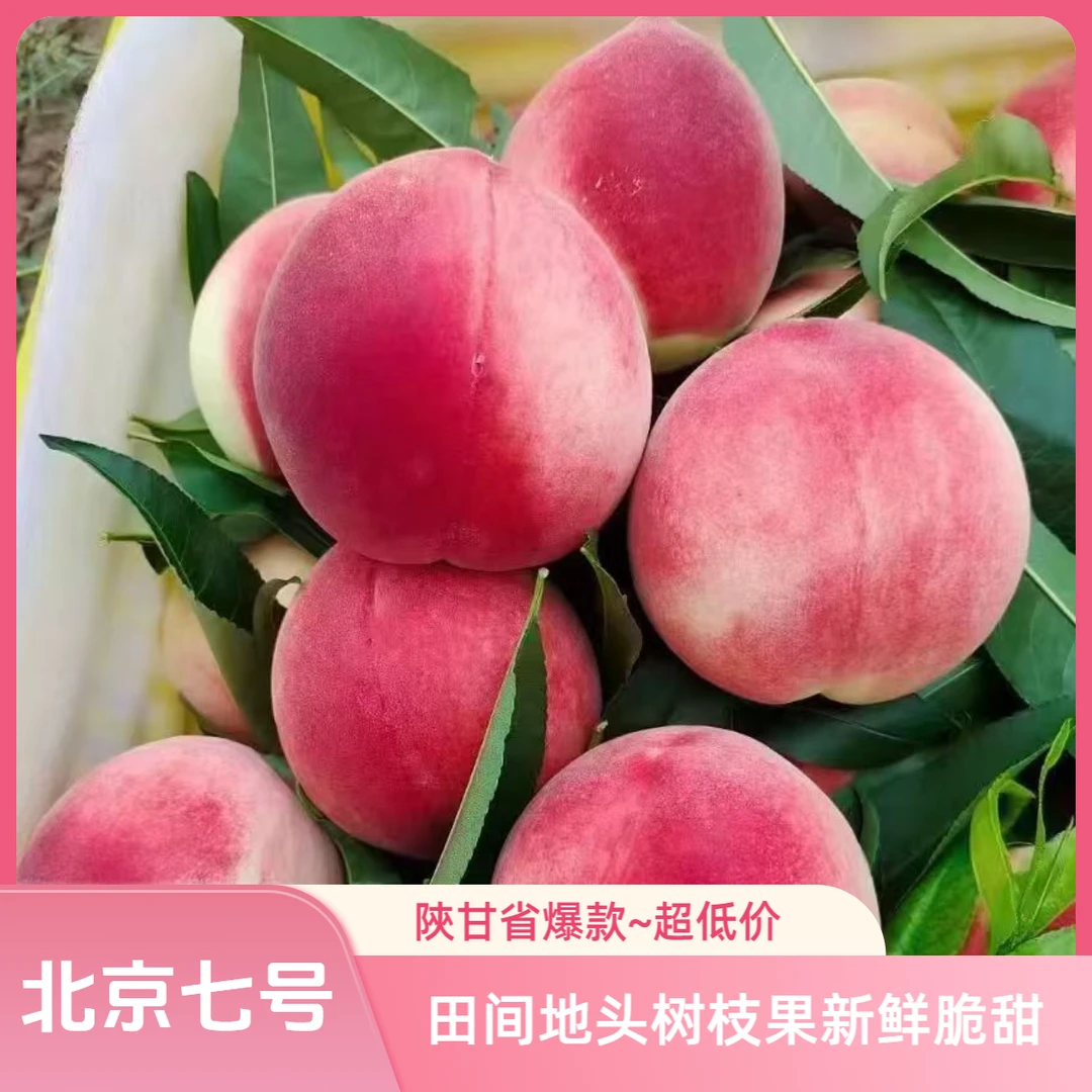 省内专线【天水秦安】北京七号芒果蜜桃种植头茬枝果现摘顺丰包邮