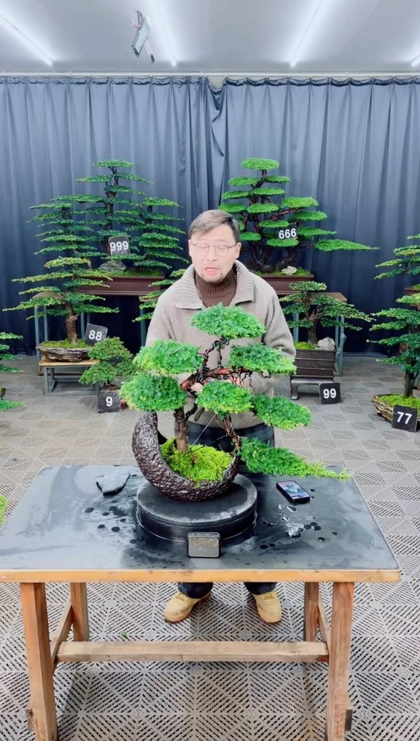 无花朵盆景.....