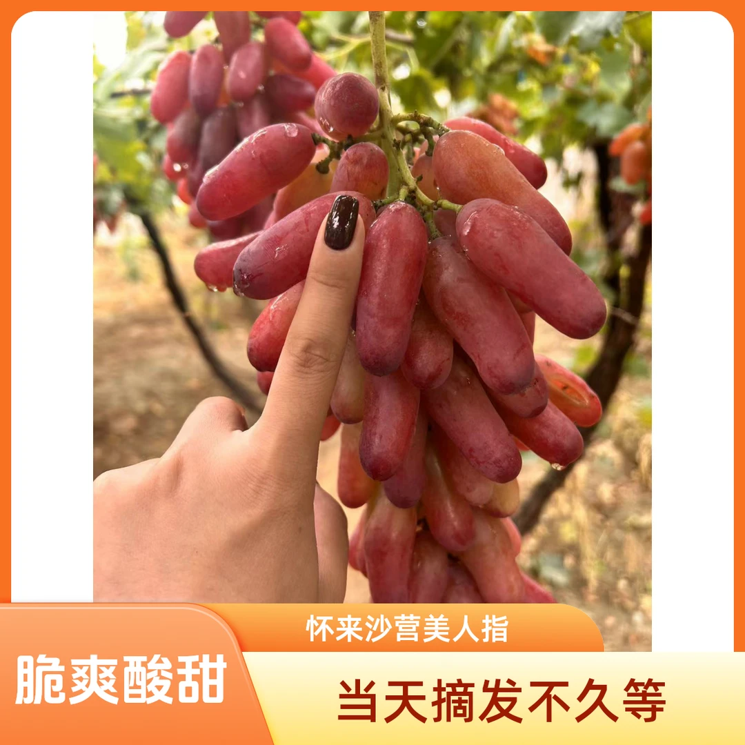 怀来沙营特产美人指现摘现发,沙土地种植