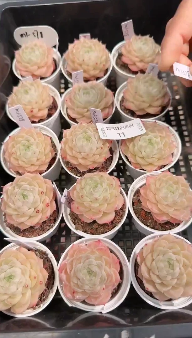 1222-11m1-578多肉量拍任意发一颗群生不包整