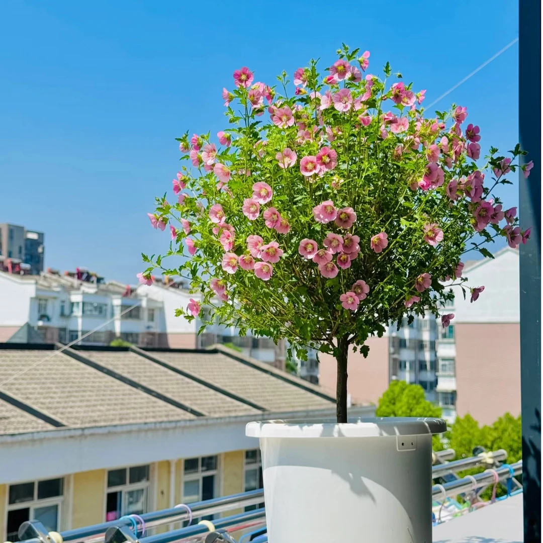 小木槿棒棒糖 带花带花苞 爆花机器 65cm左右花期长 好养庭院阳台