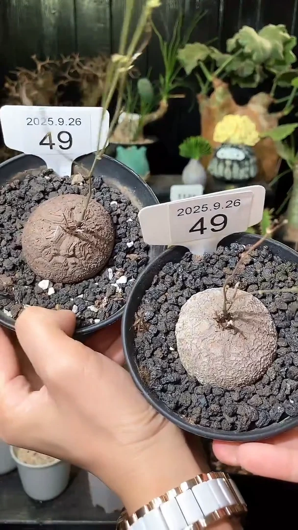 49号926福利南非龟甲龙买1个送1个