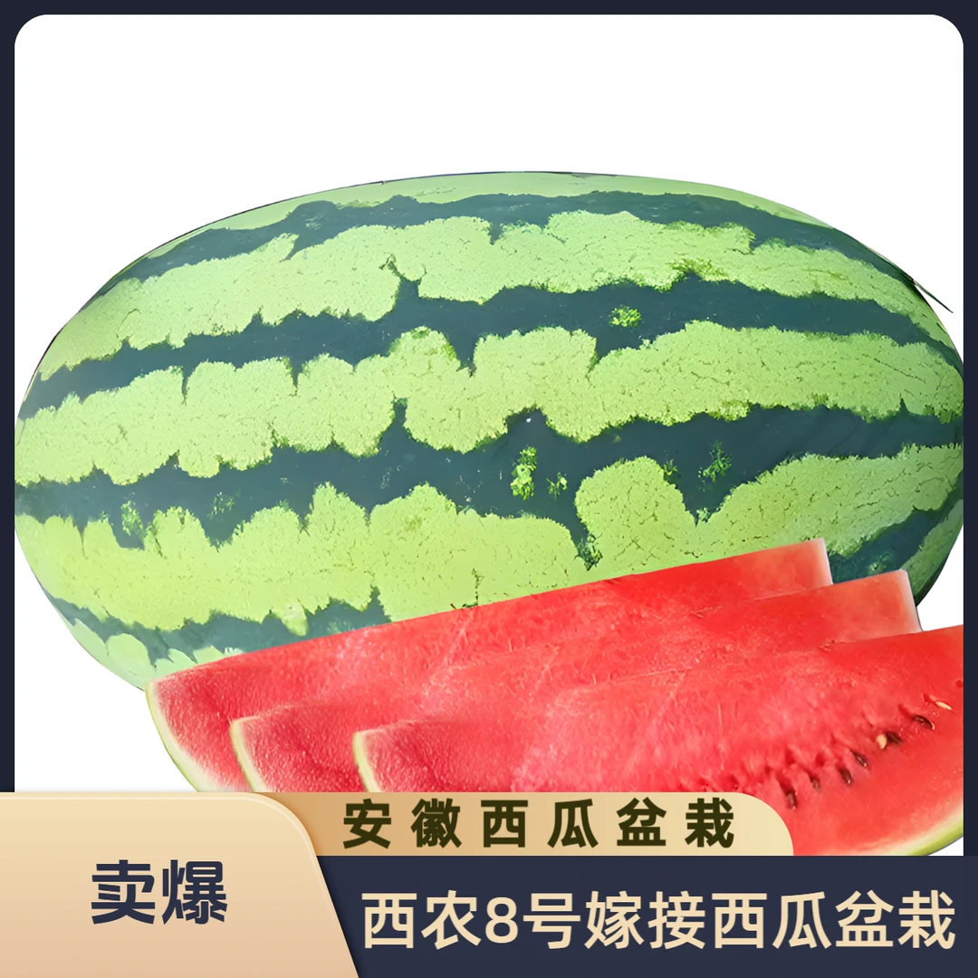 安徽超大瓜嫁接西农8号 西瓜苗盆栽观果植物四季种植阳台庭院露天