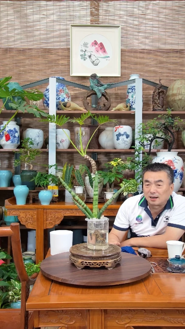 水之韵水培植物佛手