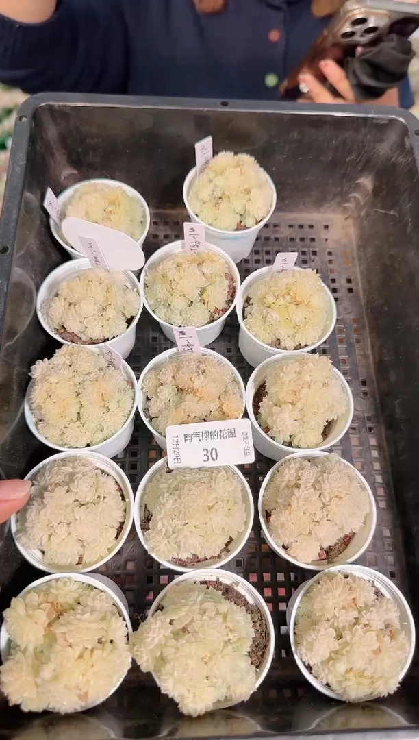 1220-30m1-452-1多肉量拍任意发一颗群生不包整