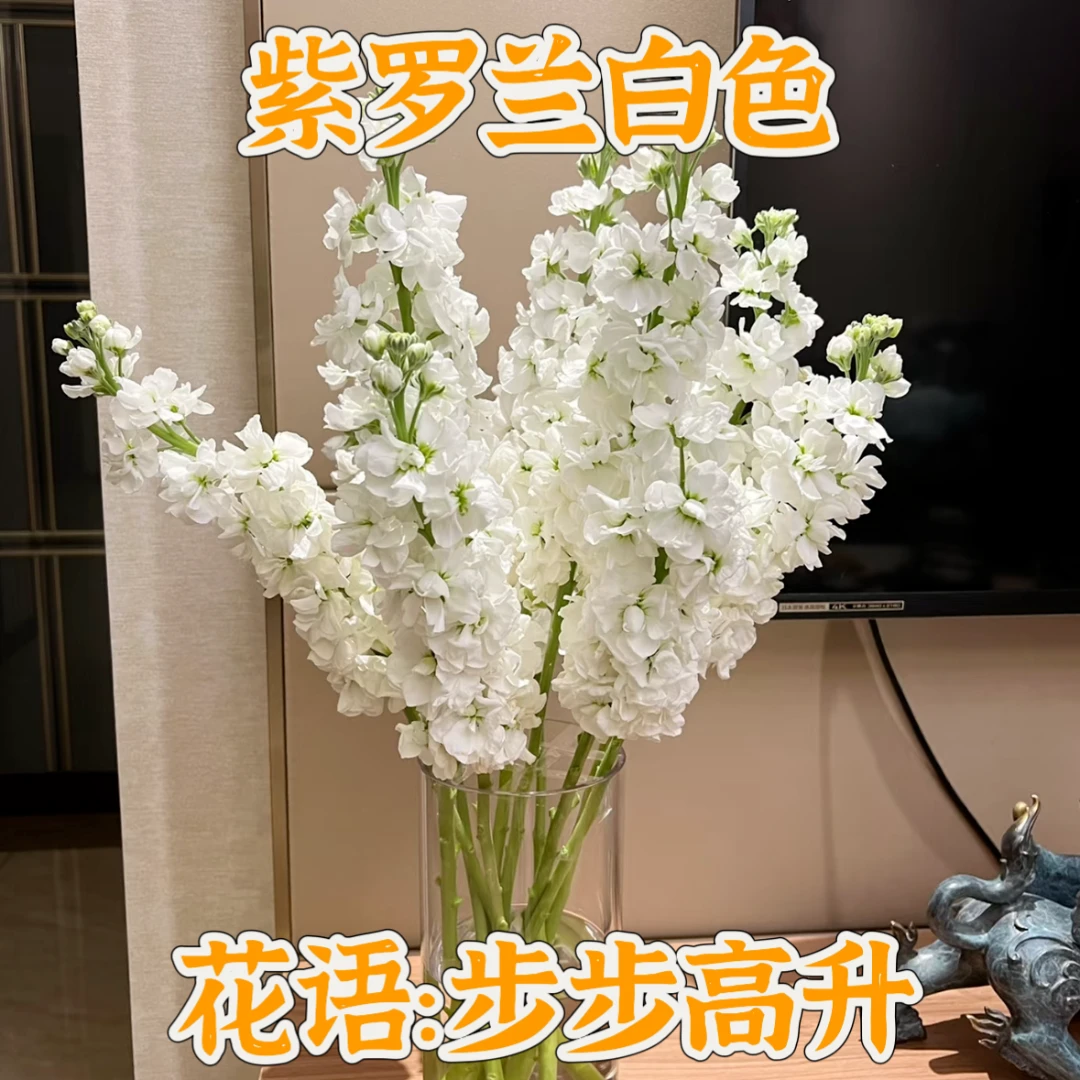 特价【次日达·紫罗兰白色】5支白色紫罗兰鲜切花·全场两单顺丰包邮次日达