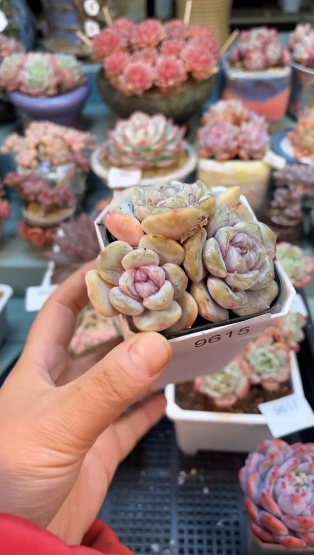 9615三头汉堡珍妮多肉