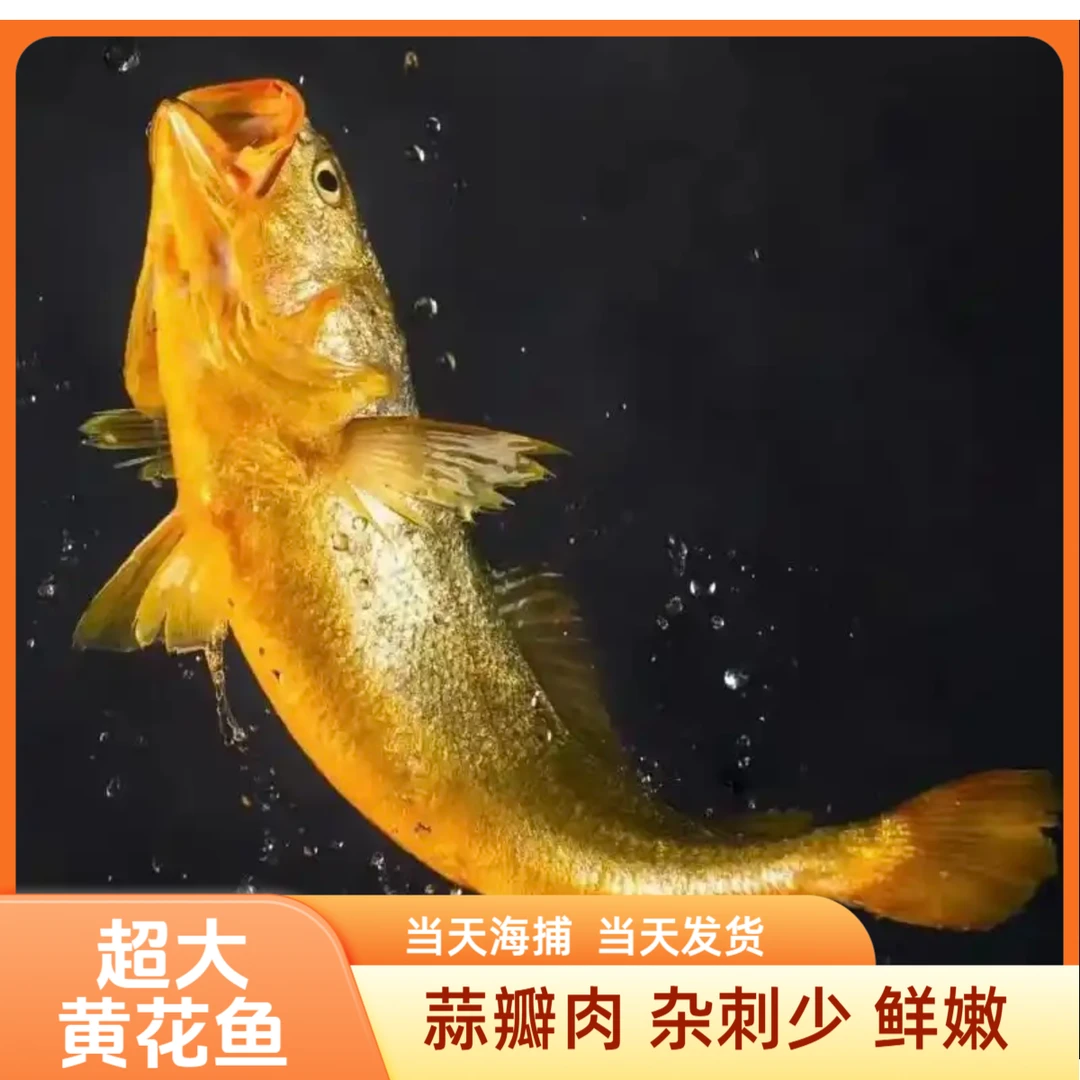 大号1.3-1.1斤/条 大黄花鱼新鲜海捕黄花鱼速冻锁鲜超大日照发货