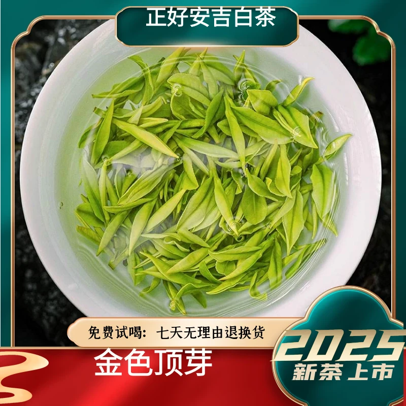 《金色顶芽》25年新茶溪龙正好安吉白茶核心产区撩头顶芽高白化