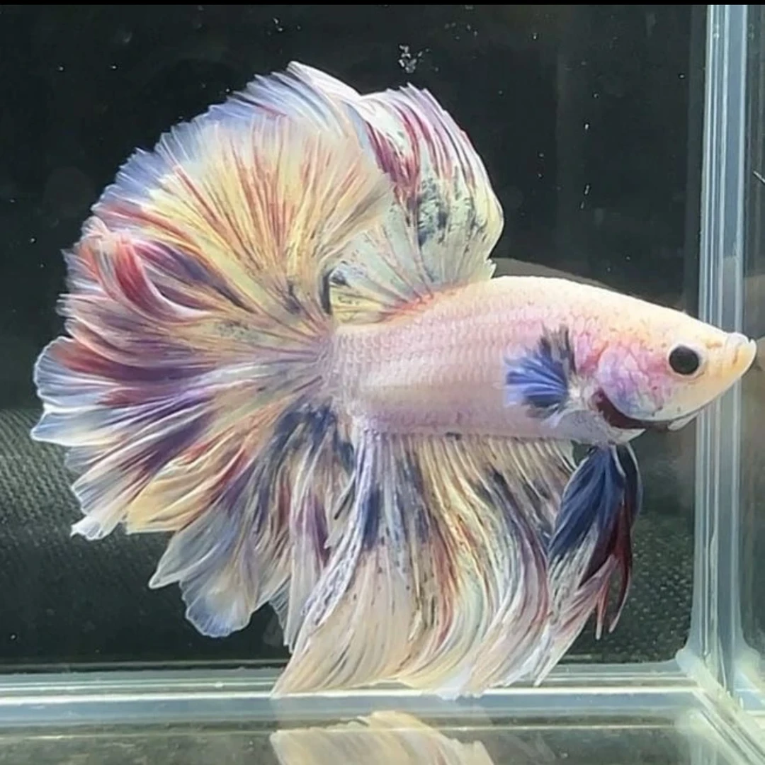 B14(313-336)精品泰国斗鱼小型热带懒人观赏鱼