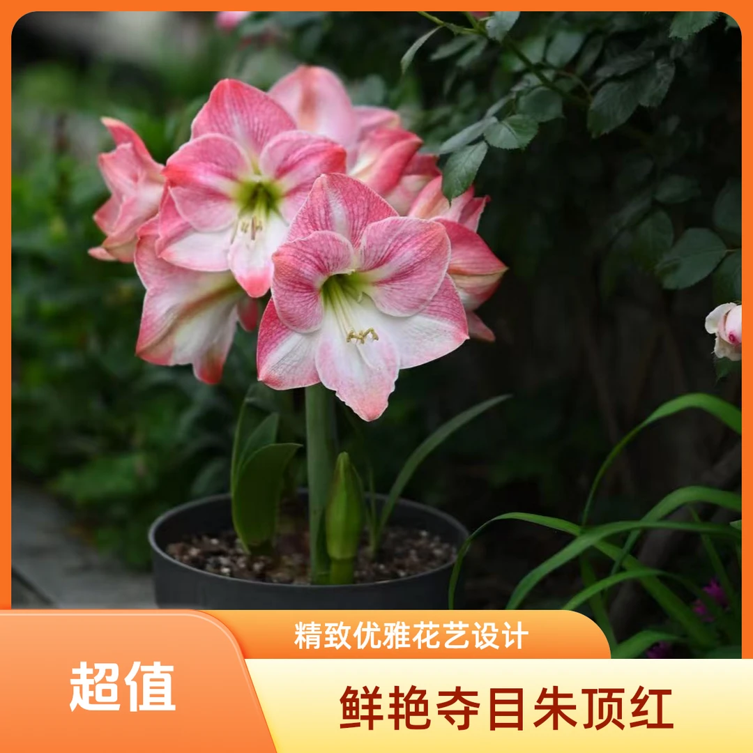 【樱花】进口球 朱顶红种球四季新人盆栽
