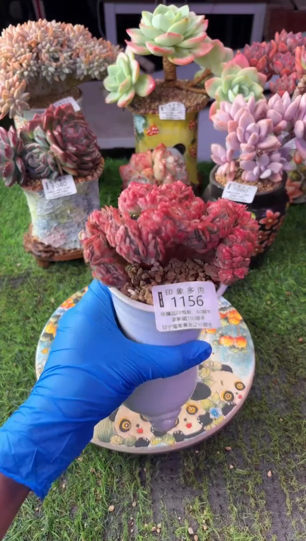 昆明印象多肉1156