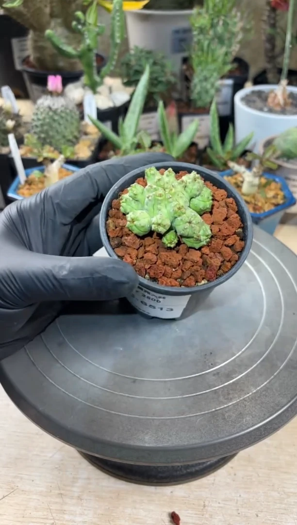 马赛克大戟FC-6513