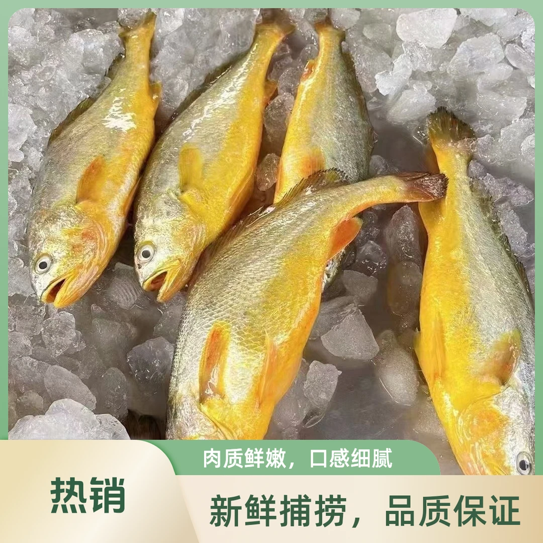 【同城一小时送达】冰鲜大黄鱼，单条450g–500g（需要处理请备注）