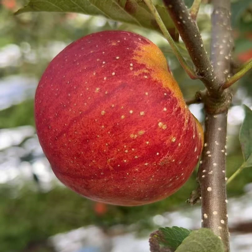 正宗云南昭通丑苹果甜蜜新鲜水果