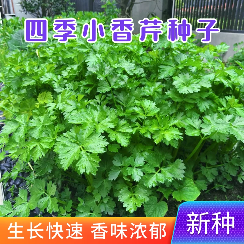 【全店满5包包邮】小香芹种子四季蔬菜籽阳台庭院种菜新手易种