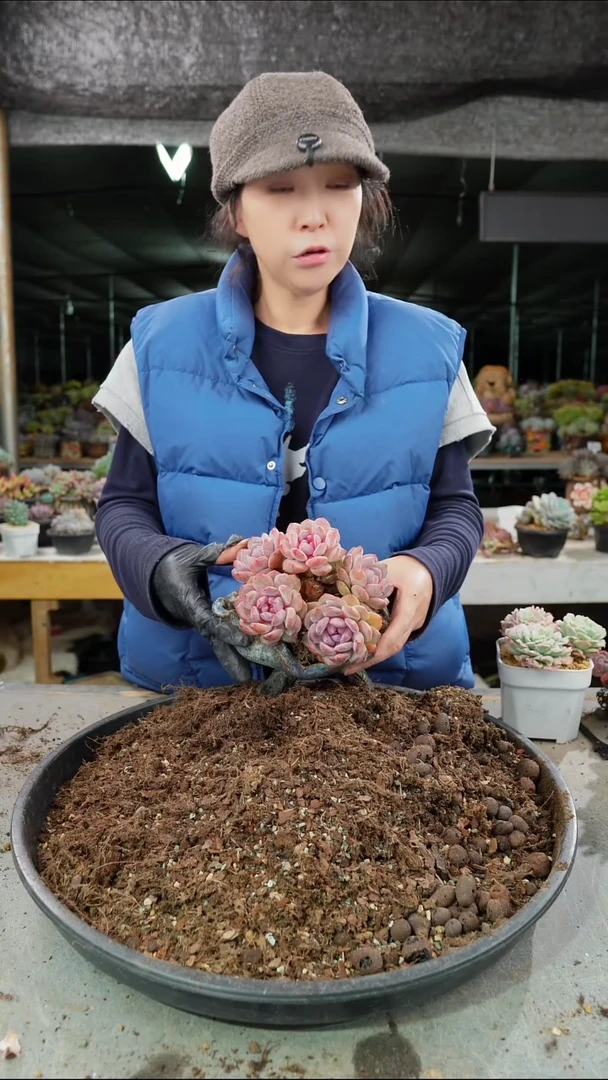 丹*4000号星影       肉