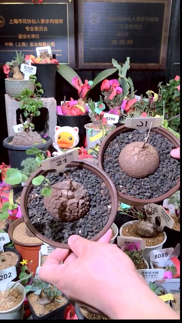 21号1230福利南非龟甲龙买一送一